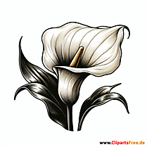 Calla Clipart zum Thema Blumen