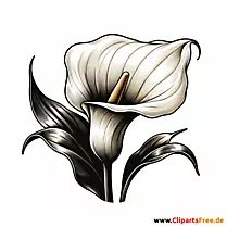 Calla Clipart zum Thema Blumen