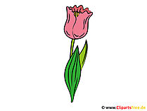 Clipart Tulpe