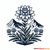 Edelweiß Clipart zum Thema Blumen