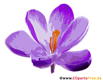 Färberdistel, Krokus Blume SVG-Clipart