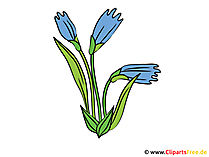 Flockenblume Bild - Clipart