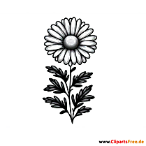 Gänseblümchen Clipart zum Thema Blumen