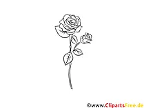 Grafik Rose schwarz weiß