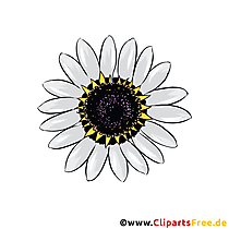 Große weisse Kamille Blume Clipart kostenlos