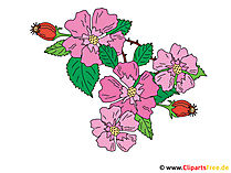 Hagebutte Bild - Clipart