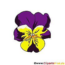 Hornfeilchen, Stiefmütterchen Blume Bild, Clipart kostenlos