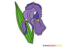 Iris Bild - Clipart