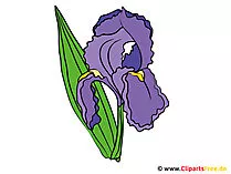 Iris Bild - Clipart