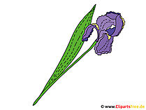 Iris Blume Bild, Clipart, Illustration