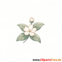 Clipart di fiori di gelsomino, illustrazione, grafica