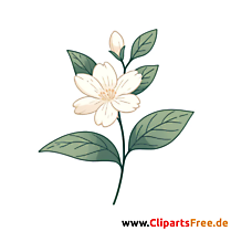 Fleur de jasmin clipart, illustration, image, graphique