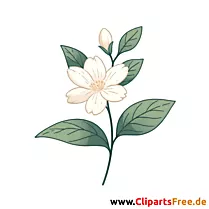 Jasmin-Blume Clipart, Illustration, Bild, Grafik