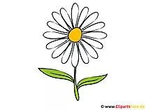 Kamille Clipart