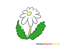 Kamille Clipart, Illustration, Bild kostenlos