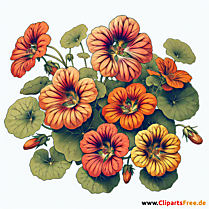 Kapuzinerkresse Clipart zum Thema Blumen