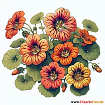 Kapuzinerkresse Clipart zum Thema Blumen