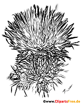 Klette, Gattung Arctium Bild für Sachunterricht