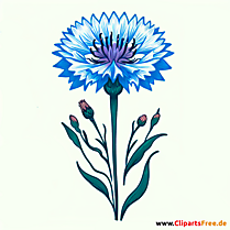 Kornblume Clipart zum Thema Blumen