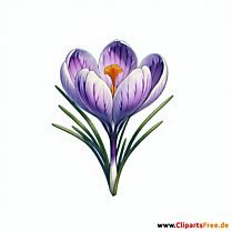 Krokus Clipart zum Thema Blumen