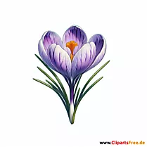 Krokus Clipart zum Thema Blumen