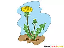 Loewenzahn Bild-Clipart