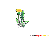 Löwenzahn Clipart Löwenzahn Clipart