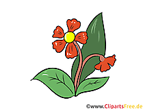 Margerite Clipart, Illustration, Bild kostenlos