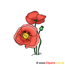 Poppy Image - Flower clipart free