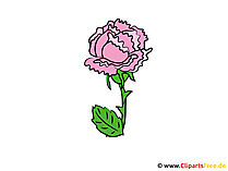 Mohn Bild - Clipart