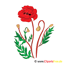 Mohn Bild, Clip Art, Grafik, Illustration kostenlos