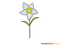 Narzisse Bild-Clipart