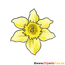 Narzisse Blume Clipart gezeichnet vom Foto kostenlos