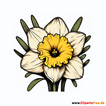 Narzisse Clipart zum Thema Blumen