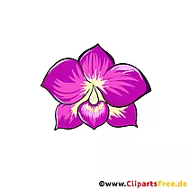 Orchidee Bild - schöne Blumen Cliparts kostenlos