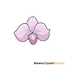 Orchidee Blume Clipart kostenlos