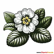 Primel Clipart zum Thema Blumen