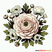 Ranunkel Clipart zum Thema Blumen