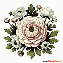 Ranunkel Clipart zum Thema Blumen