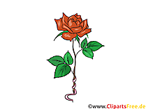 Red rose clipart download for free