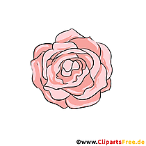 Rose Bild - Blumen Clipart kostenlos