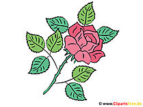Rose Bild - Cliparts