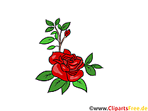 Rose Bild, Grafik, Illustration kostenlos