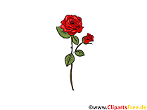 Rote Rose Clipart, Bild, Illustration, Grafik