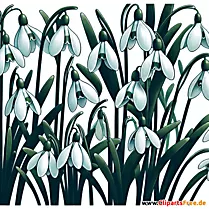 Schneeglöckchen Clipart zum Thema Blumen