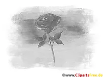 Schwarz-weißes Bild mit Rose