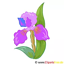 Schwertlilie Bild, Clip Art, Grafik, Illustration kostenlos