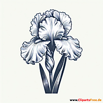Schwertlilie Clipart zum Thema Blumen