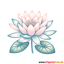 Seerose Clipart - Bilder zum Herunterladen