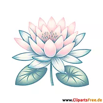 Seerose Clipart - Bilder zum Herunterladen
